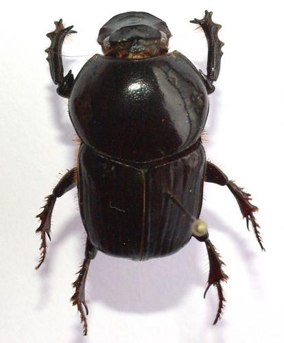 Onitis laticollis