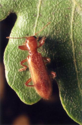 Opilo pallidus