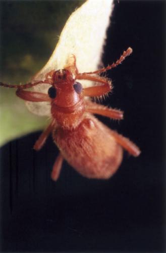 Opilo pallidus