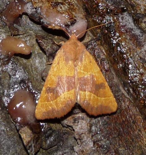Réf. 50 266 : Atethmia centrago