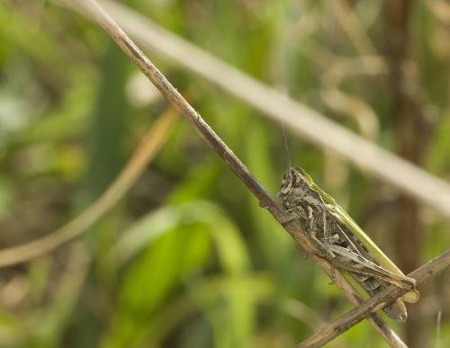 Chorthippus sp.