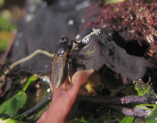 Coelopa pilipes