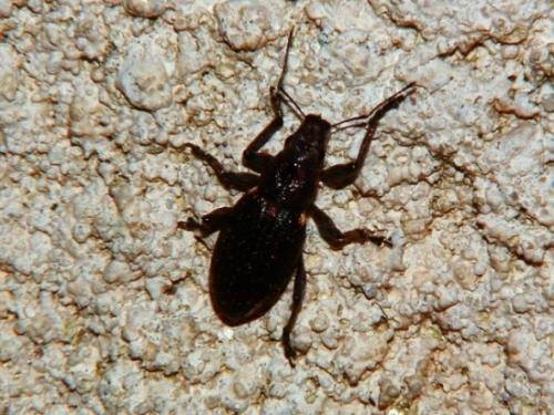 Brachyderes lusitanicus