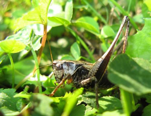 Pholidoptera griseoaptera