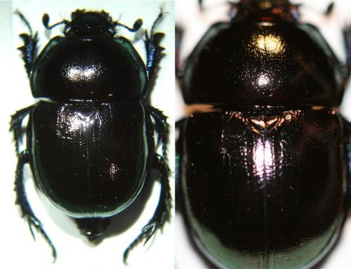 Réf. 50 107 : Trypocopris pyrenaeus