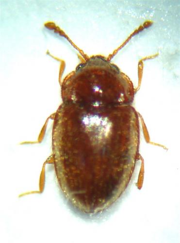 Réf. 50 547 : Symbiotes gibberosus
