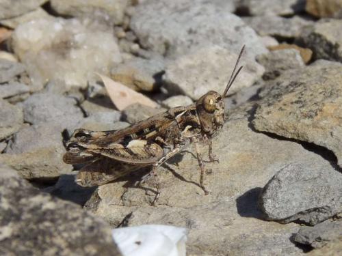 Réf. 50 846 : Dociostaurus jagoi occidentalis