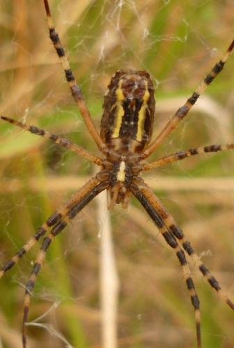 Réf. 50 917 : Argiope bruennichi