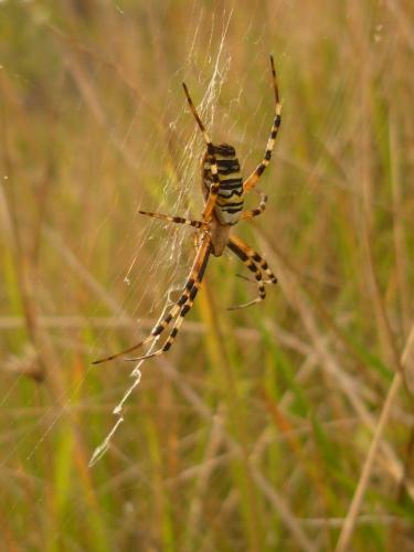 Réf. 50 916 : Argiope bruennichi