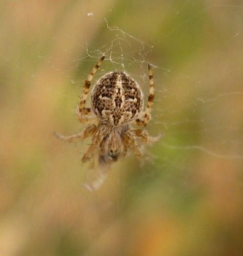Réf. 50 918 : Agalenatea redii