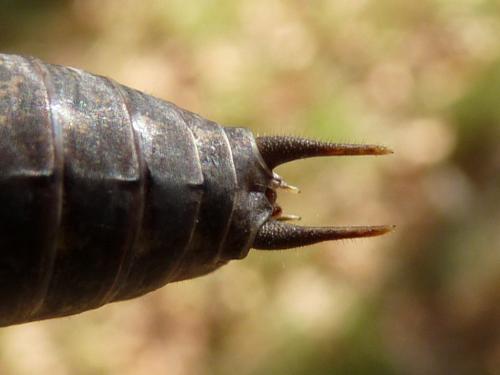 Rhacocleis poneli