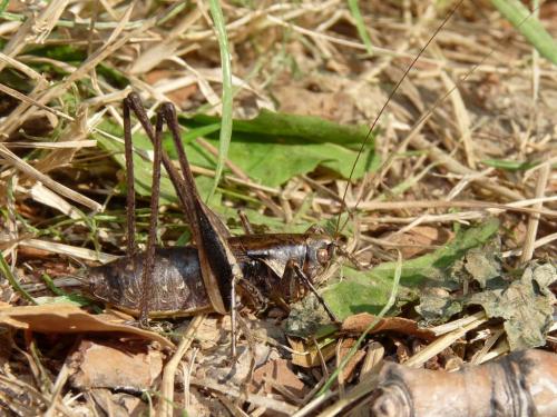 Réf. 50 842 : Rhacocleis poneli