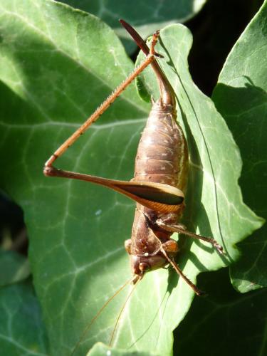 Réf. 50 841 : Rhacocleis poneli