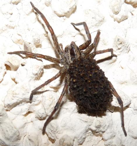 Hogna radiata