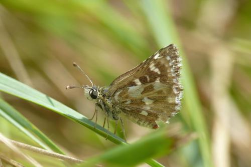 Spialia sertorius