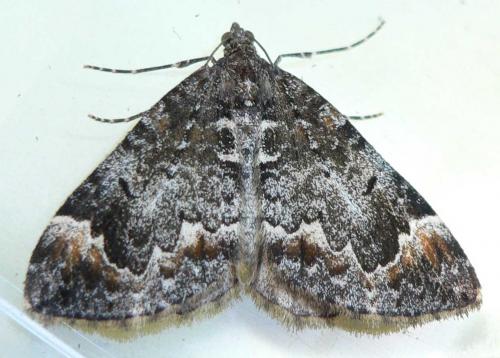 Réf. 50 624 : Dysstroma truncata