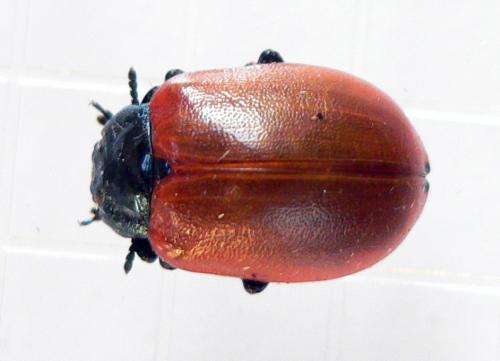 Chrysomela populi