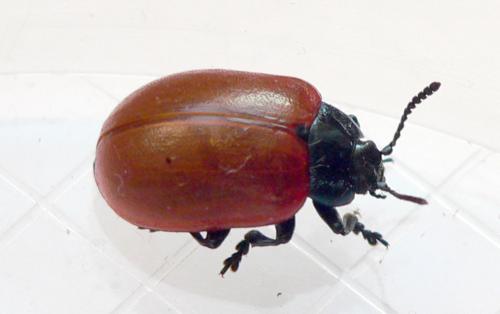 Réf. 50 009 : Chrysomela populi