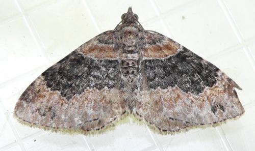 Réf. 50 068 : Xanthorhoe ferrugata