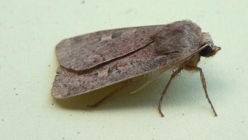 Réf. 50 262 : Xestia xanthographa