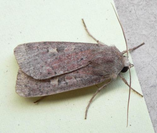 Réf. 50 261 : Xestia xanthographa