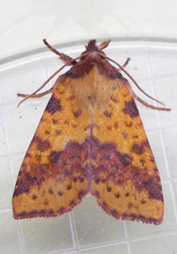 Réf. 50 256 : Xanthia togata