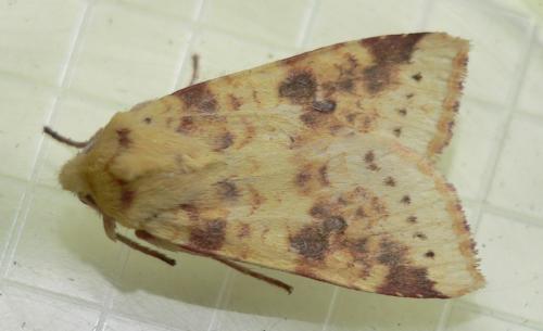 Réf. 50 259 : Xanthia icteritia