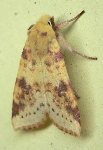 Réf. 50 260 : Xanthia icteritia