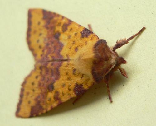 Réf. 50 257 : Xanthia togata