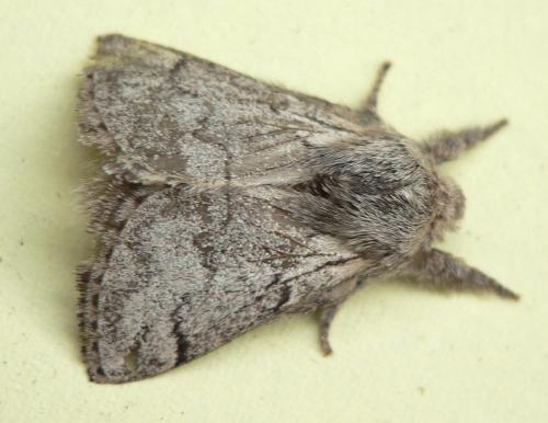 Réf. 50 826 : Trichiura crataegi