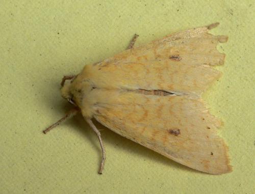 Xanthia sp.