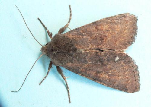Réf. 50 583 : Aporophyla lueneburgensis