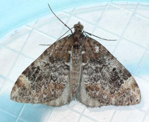 Réf. 50 581 : Dysstroma truncata