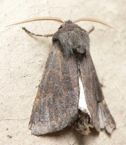 Réf. 50 828 : Aporophyla lueneburgensis
