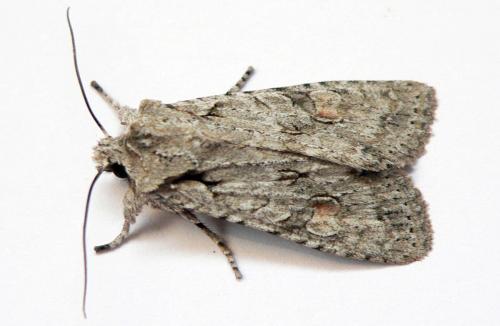 Lithophane ornitopus