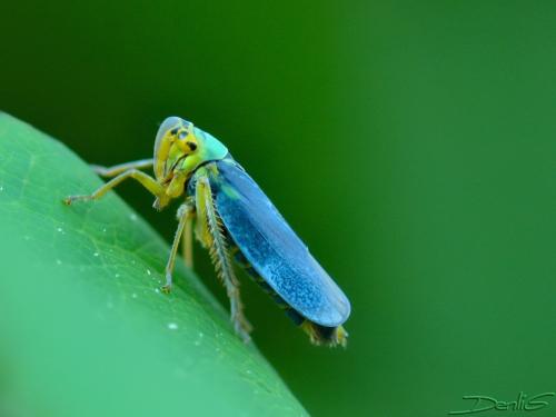 Cicadella viridis