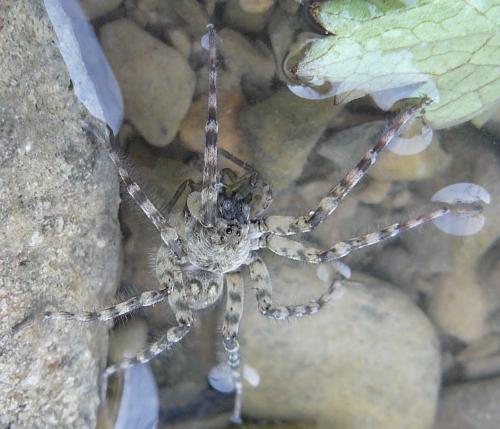 Arctosa cinerea