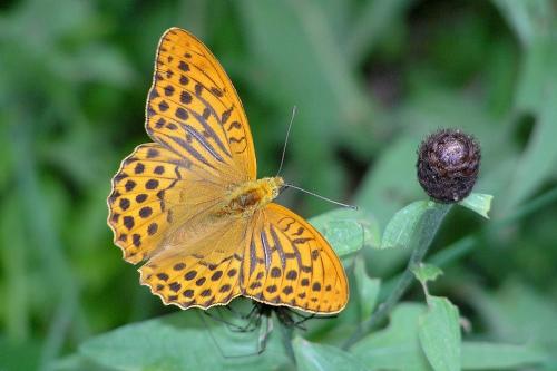Argynnis paphia