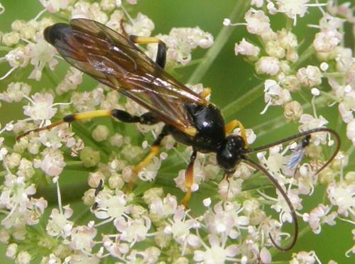Réf. 50 207 : Cosmoconus sp.