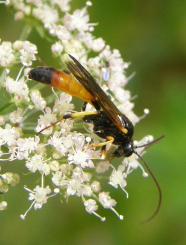 Réf. 50 208 : Cosmoconus sp.