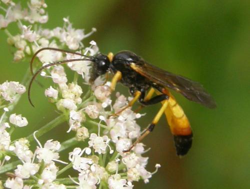 Réf. 50 209 : Cosmoconus sp.