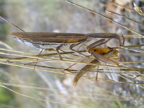 Mantis religiosa