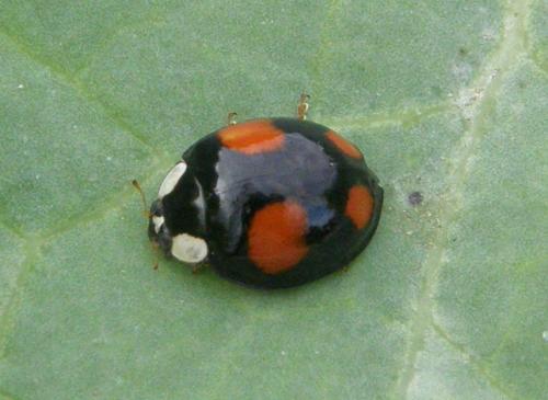 Harmonia axyridis
