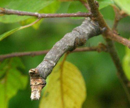 Réf. 50 443 : Selenia sp.