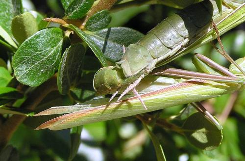 Mantis religiosa