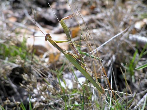 Mantis religiosa