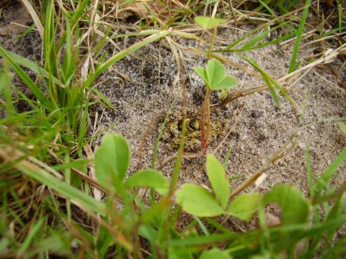 Dasypoda hirtipes