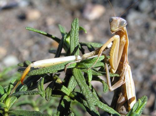 Mantis religiosa