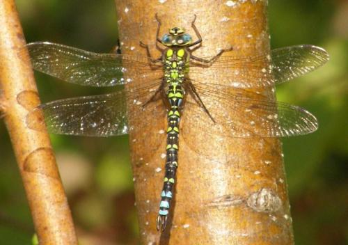 Aeshna cyanea