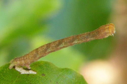 Réf. 50 616 : Cyclophora albipunctata